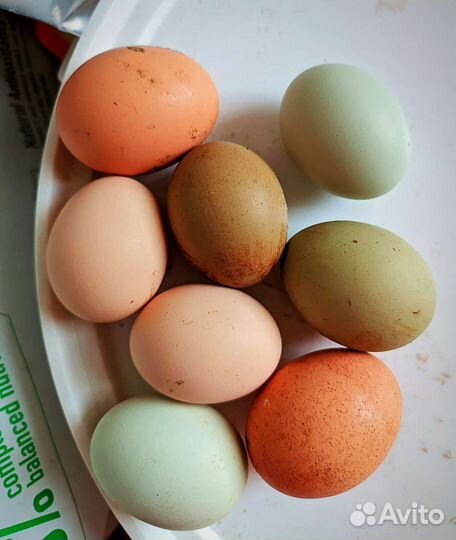 Цыплята мясояичного направления, пасхальное яйцо