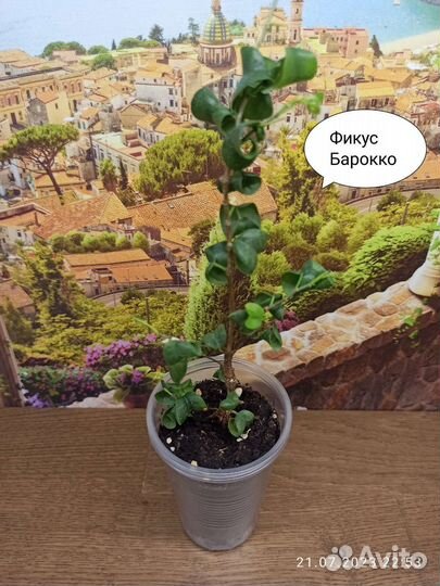 Комнатные растения и цветы