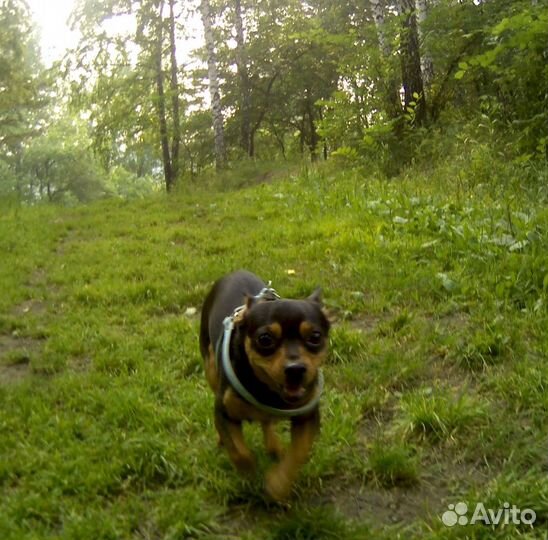 Кобель для вязки. Карликовый пинчер (помесь, метис
