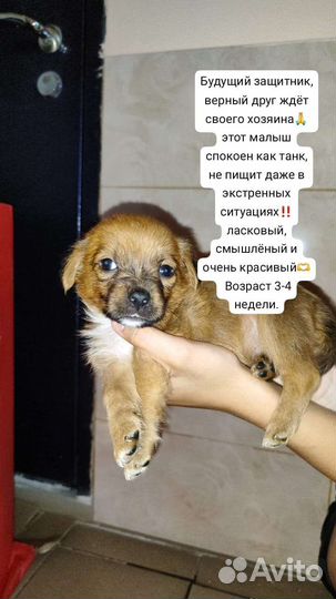 Щенки метисы в добрые руки