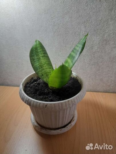 Сансевиерия