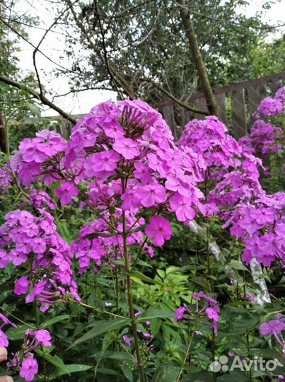 Флоксы 1-1,5 метра