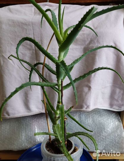 Алоэ лечебный