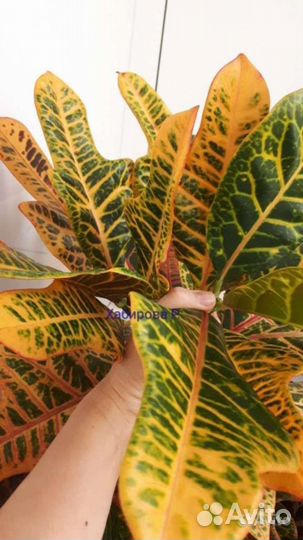 Строманта,калатея,кроток,фуксия,бегония,сциндапсус