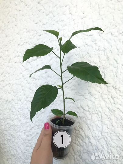 Гибискус Antilles Saumon