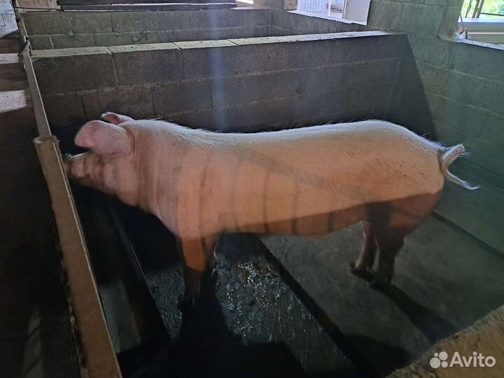 Хряк молодой