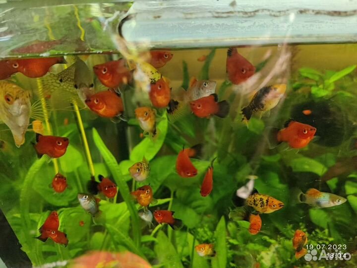 Рыба Пецилии