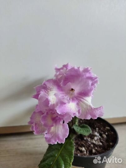 Стрептокарпус Ирэна