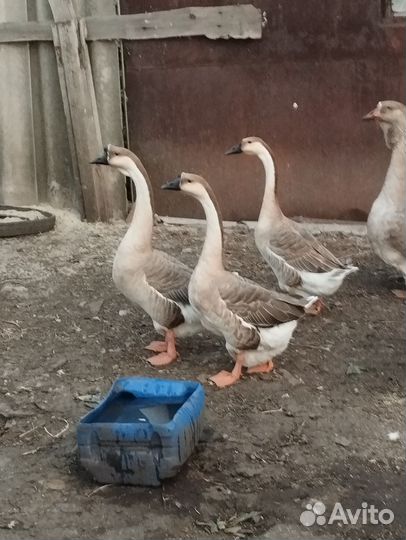 Китайские гуси