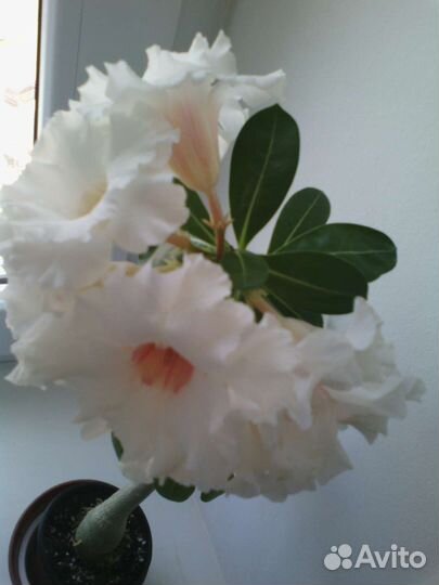 Привитые адениумы