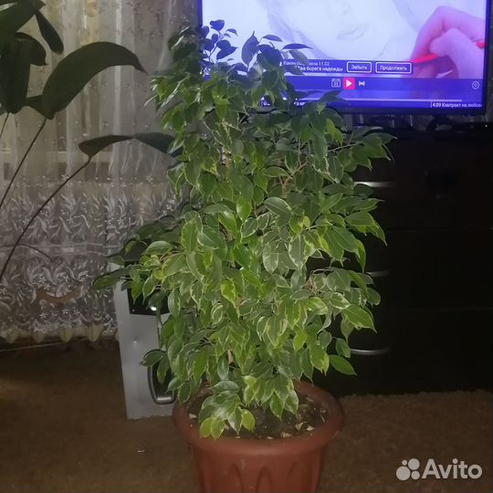 Фикус бенджамина пестролистный