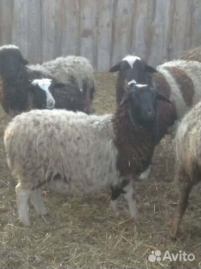 Ягнята дорпер