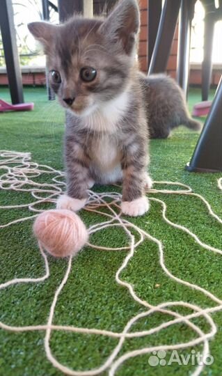 Котята в добрые руки бесплатно