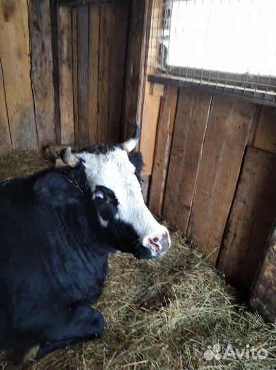Продам скот