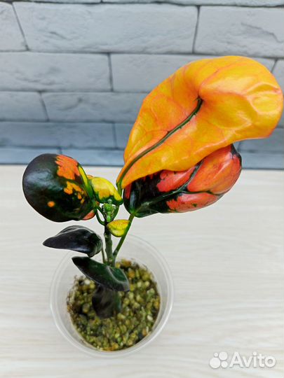 Кротон голд тридент