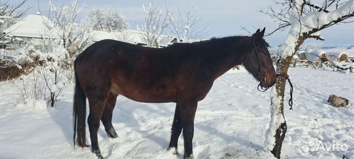 Мерин на мясо