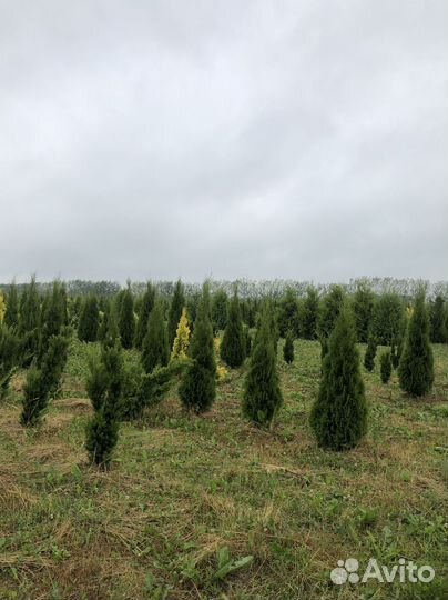 Туи в ассортименте: Колумна, Брабант, Смарагд