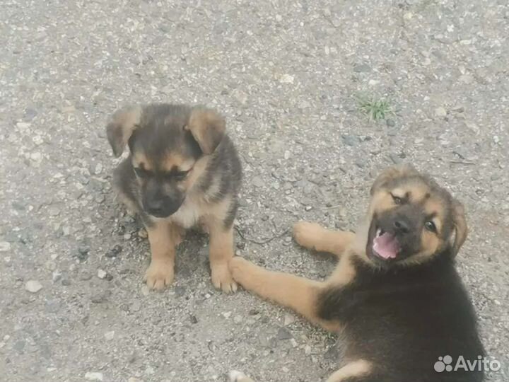 Собака в добрые руки щенок
