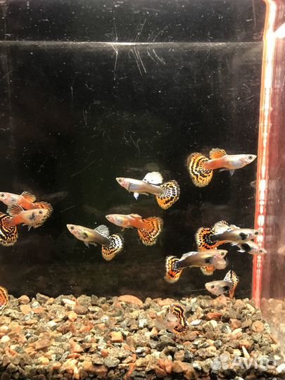 Аквариумные рыбки гуппи