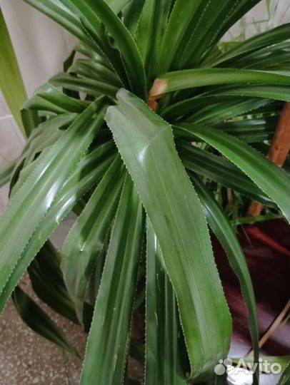 Пальма панданус винтовая