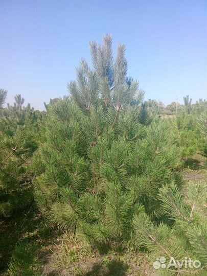 Хвойные растения