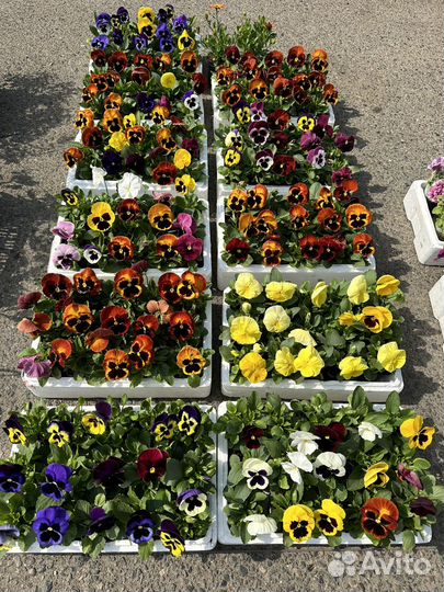 Анютины глазки