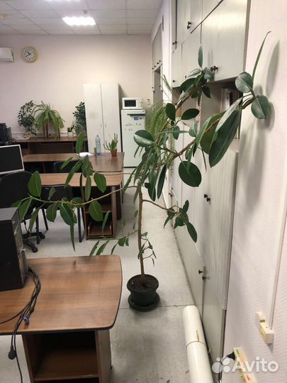 Фикус каучуконосный большой