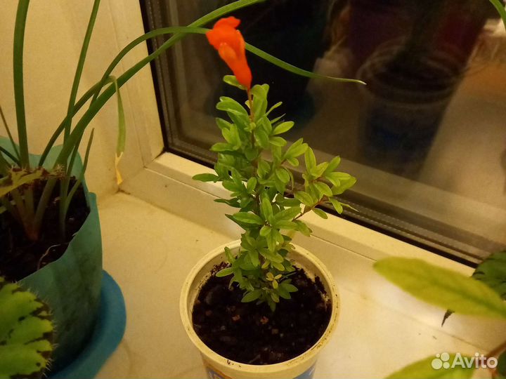 Гранат комнатный