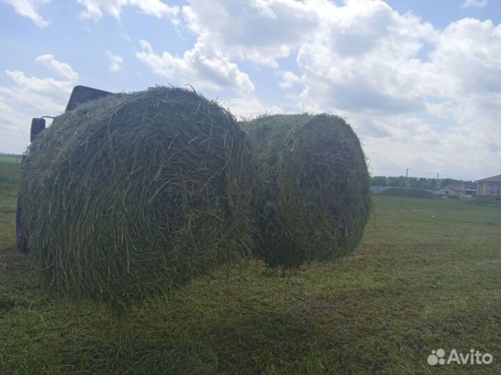 Сено в рулонах люцерна с костром