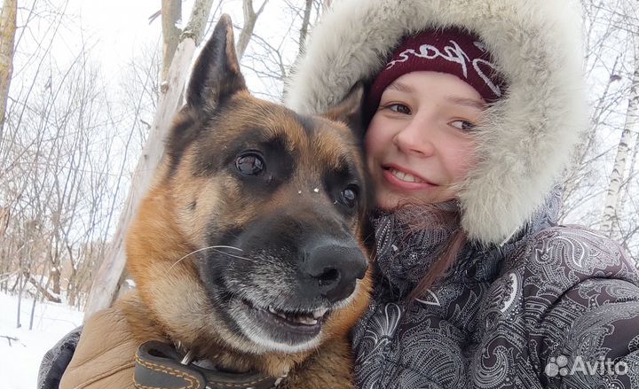 Выгул и передержка собак