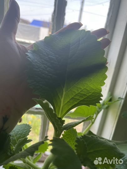 Мята крупнолистовая