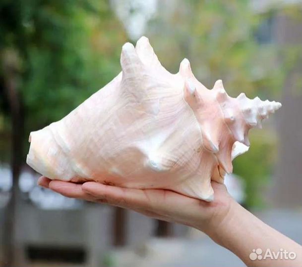 Раковина морская большая/ракушка