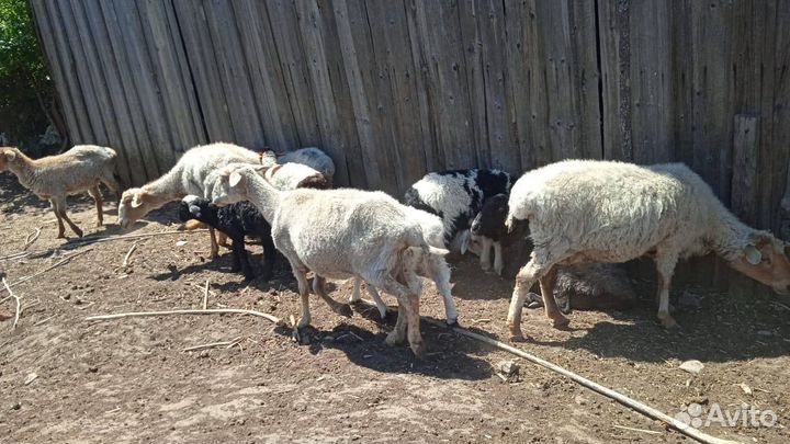 Овцы бараны матки ягнята
