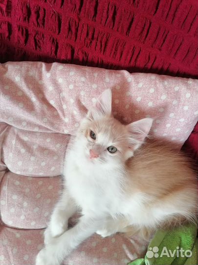 Отдам бесплатно