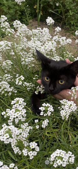 Кошечка в самые добрые ручки