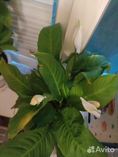 Спатифиллум