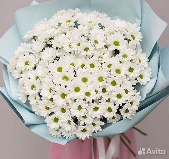 Хризантема Цветы Доставка