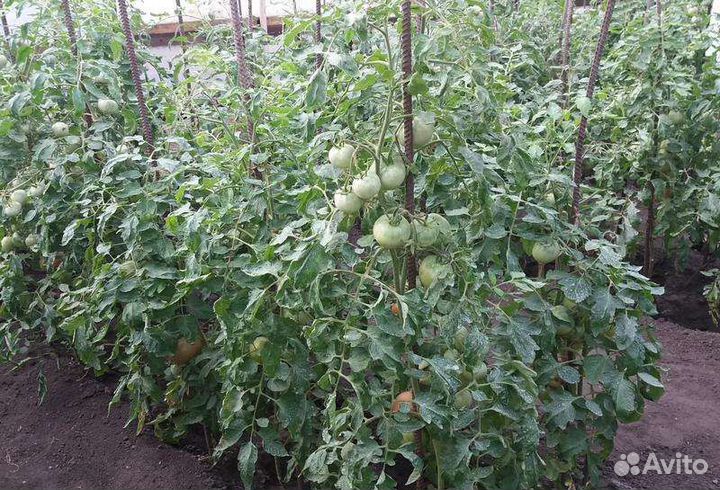 Семена-Легендарная Сызранская Розовая Помидора