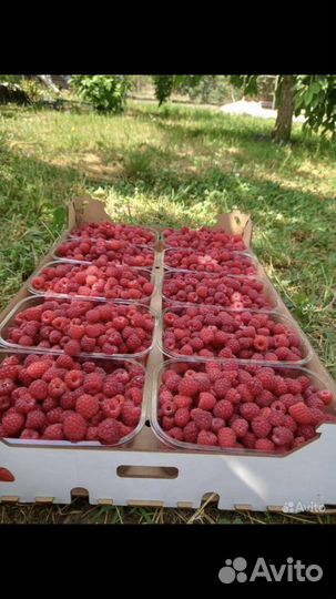 Саженцы Малины мишутка