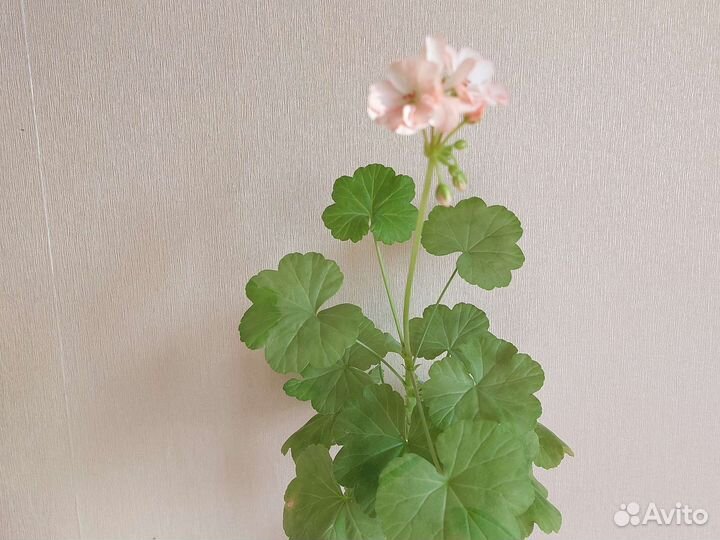 Пеларгония герань