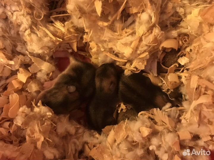 Джунгарские хомячки