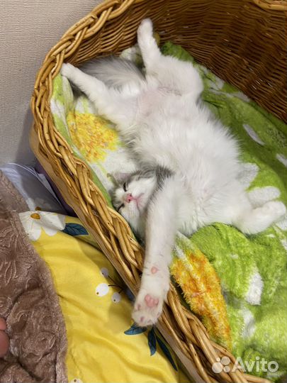 Котенок девочка 6 мес