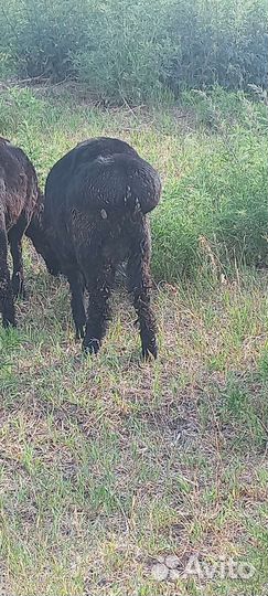 Эдильбаевские барашки