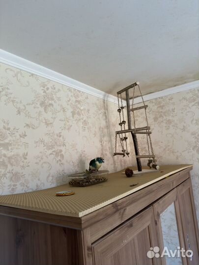 Попугай какарик