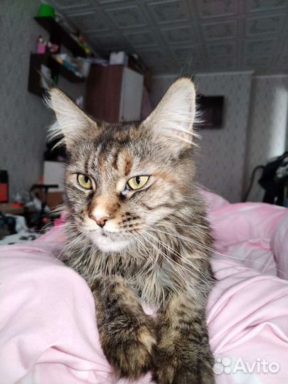 Вязка кошки мейн-кун