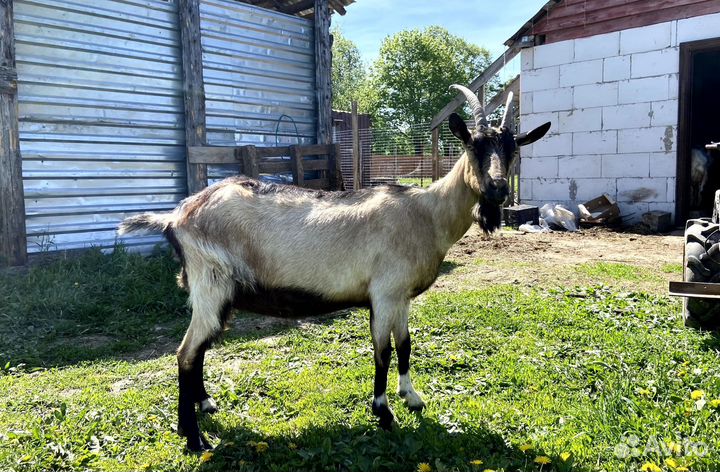 Дойные козы, альпийские