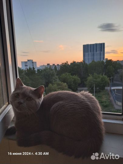 Кот британец в дар