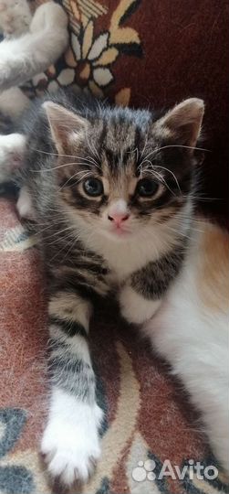 Котенок(девочка)