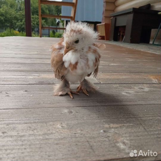 Продам цыплят породы Бентамка