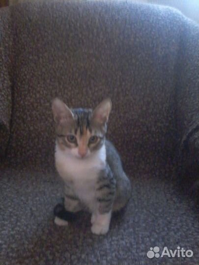 Отдам в добрые руки